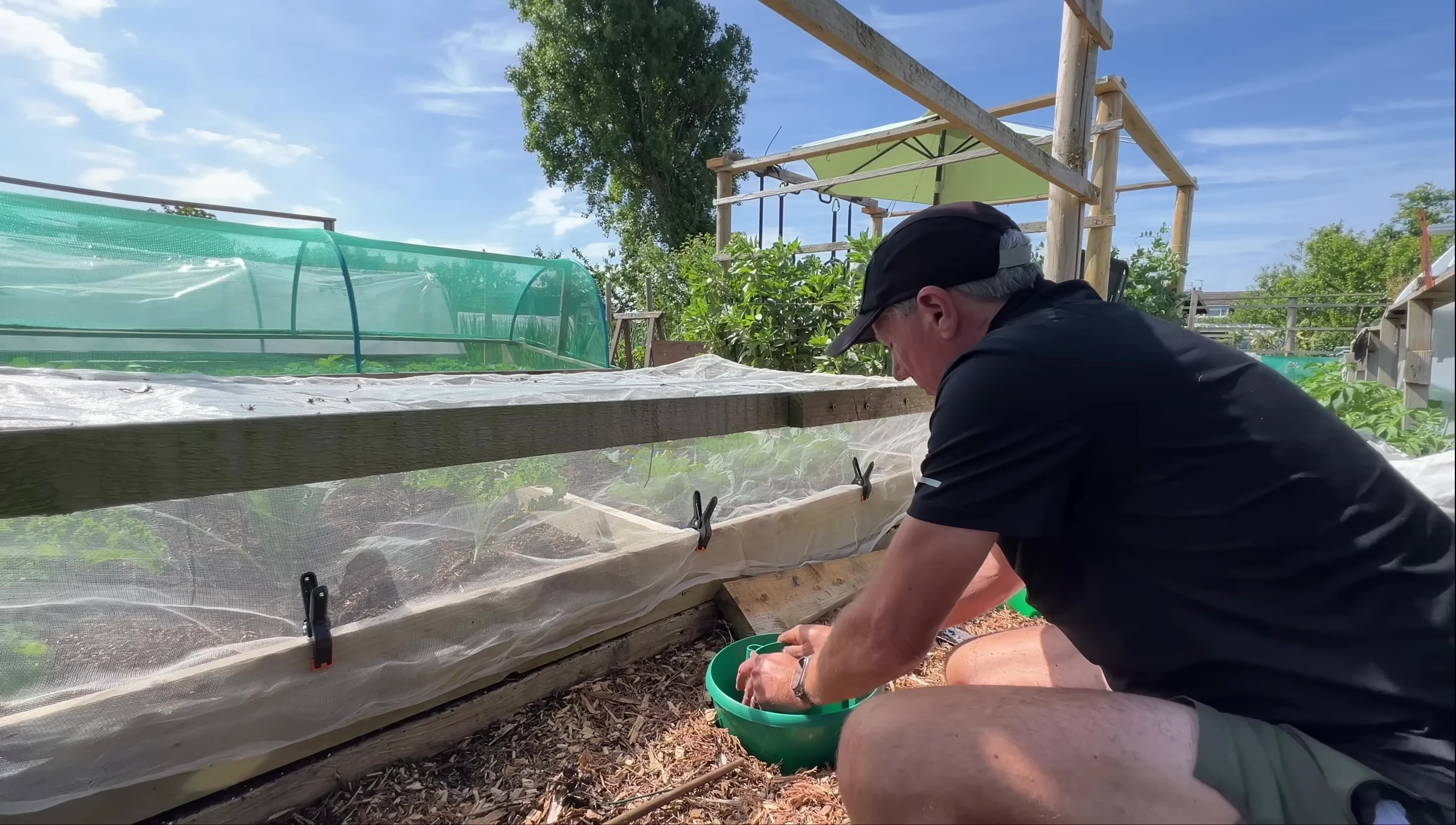 Watering the planted squash