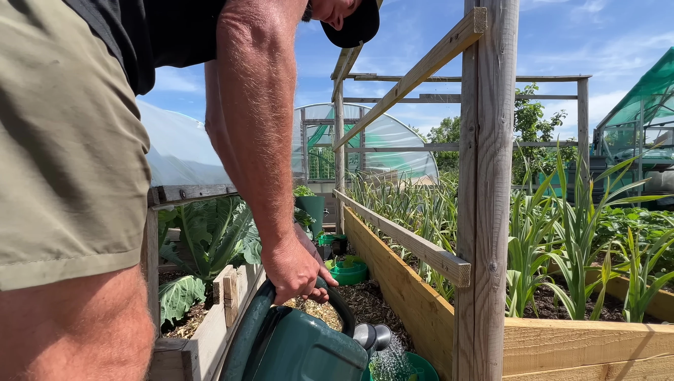 Final watering of the squash plants