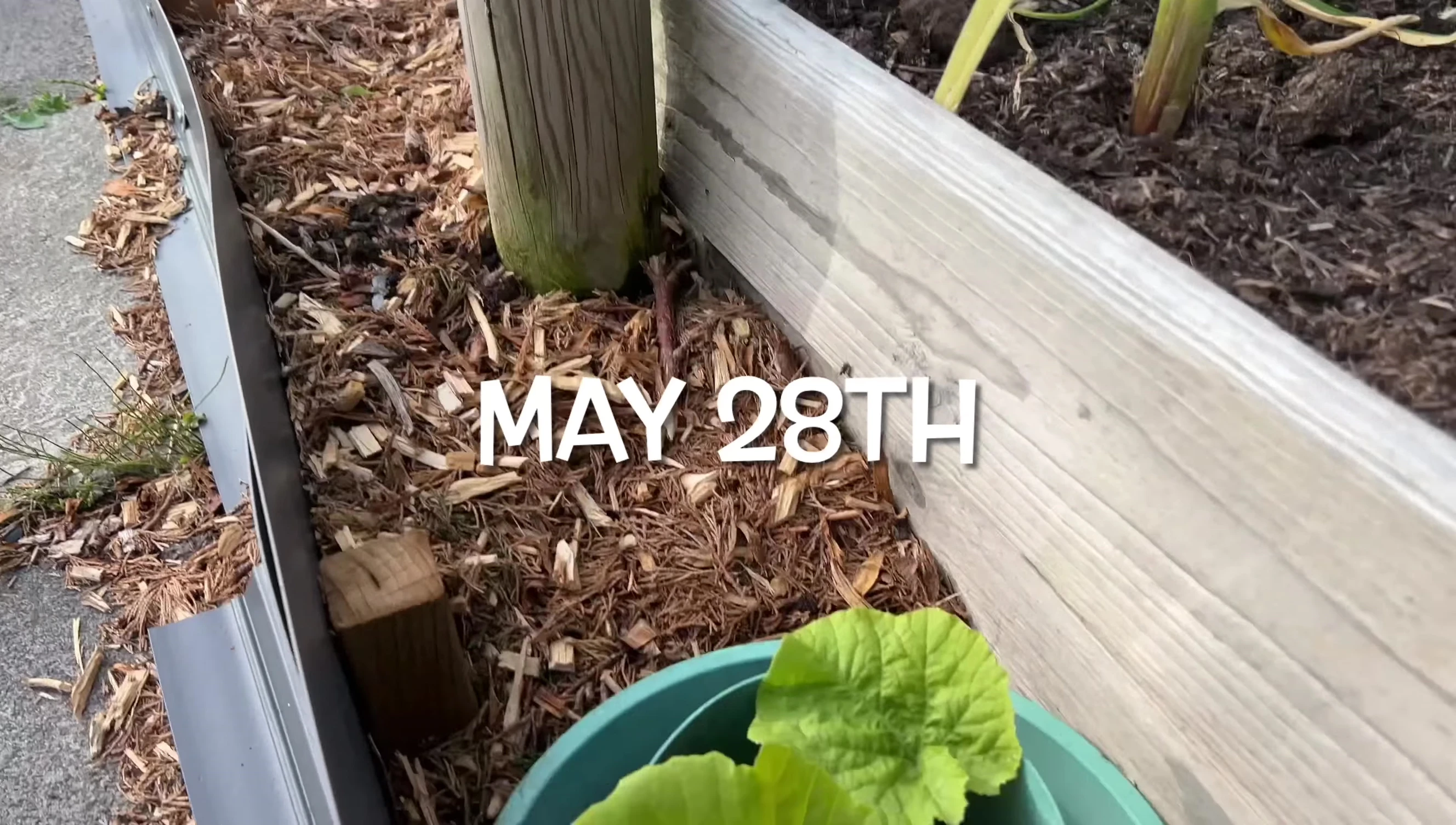 Checking on the squash plants after a storm