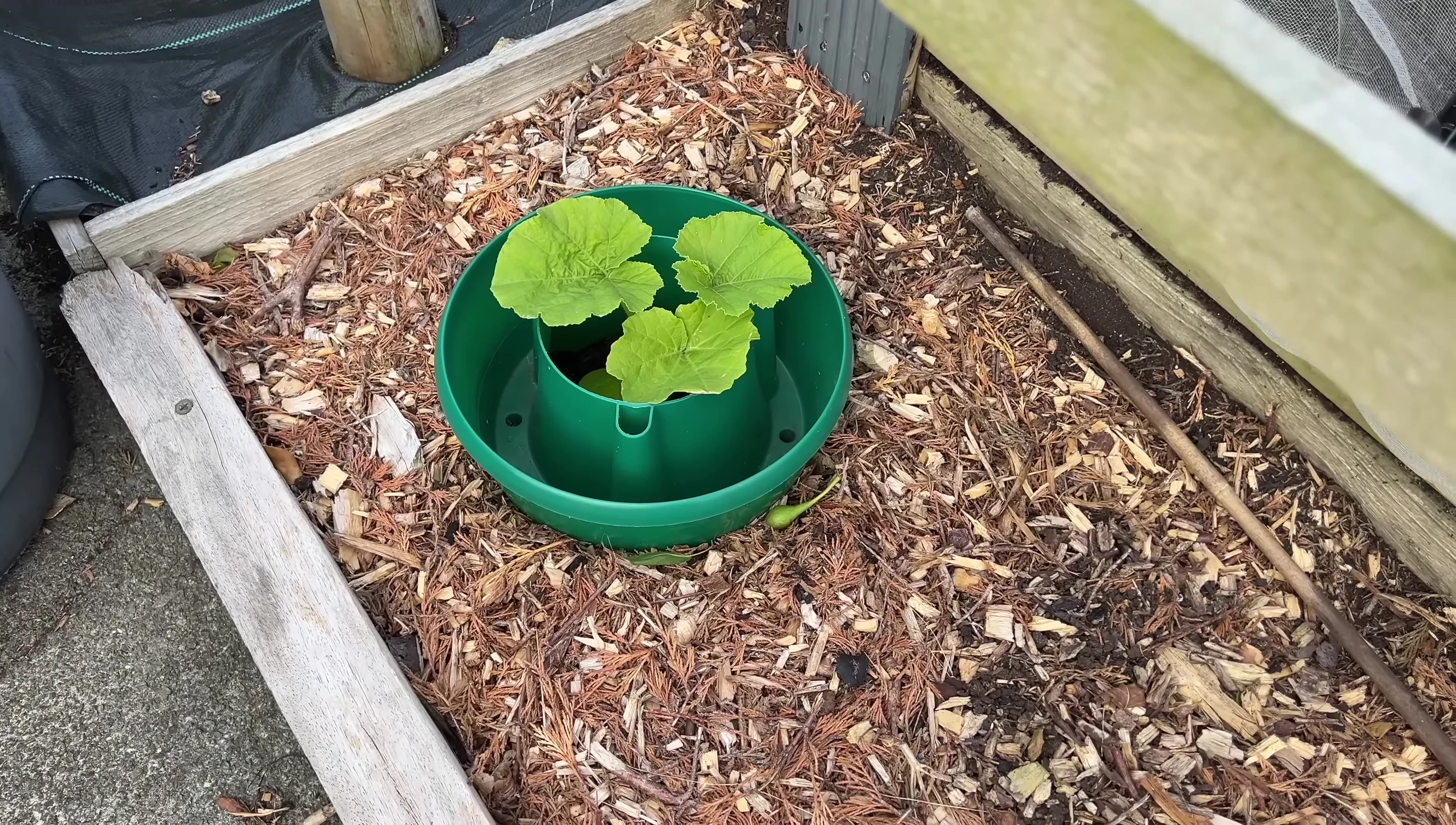 Healthy, established squash plants