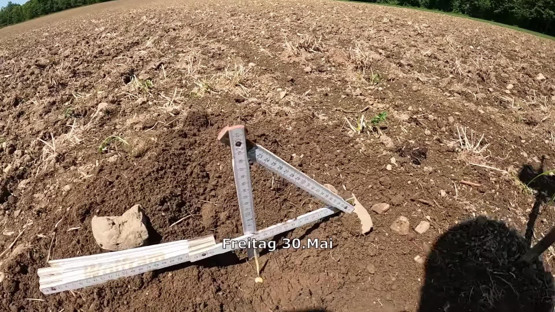 Early corn sprouts, barely visible above the soil.