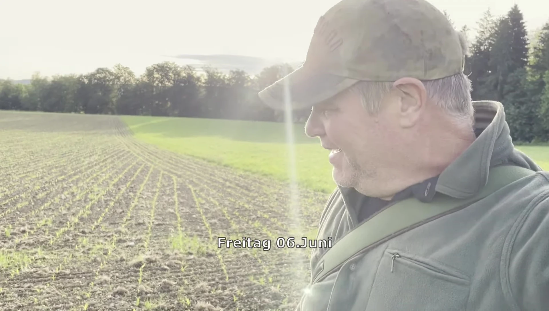 Overview of the corn field.