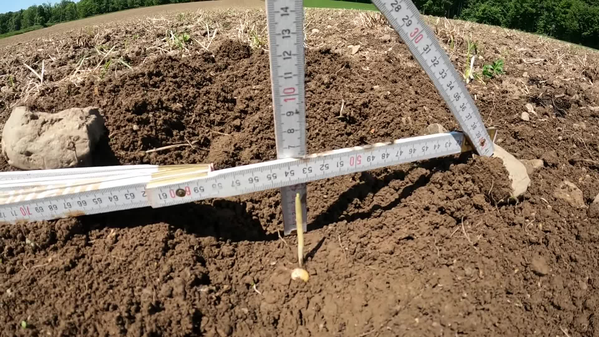 Corn plants reaching 5cm height.