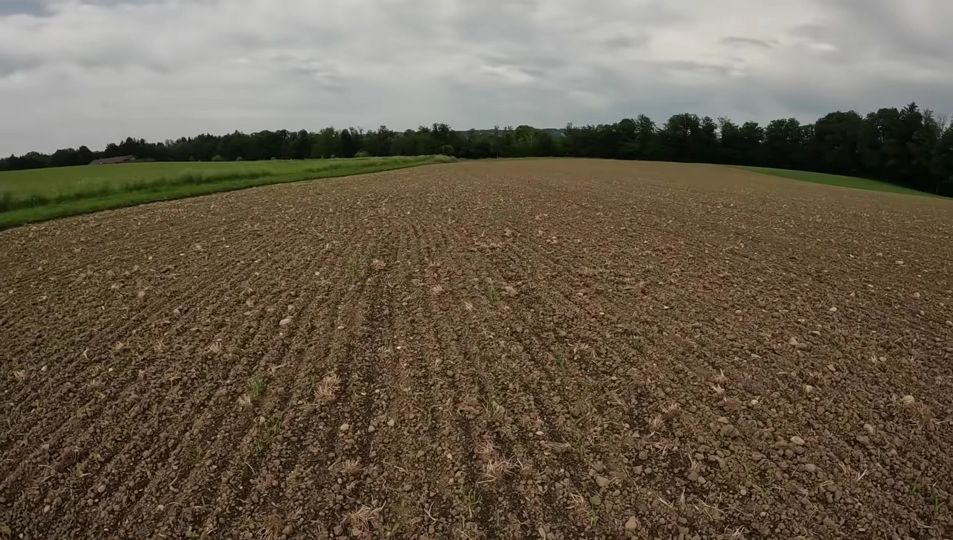 Corn plants in the three-blade stage.