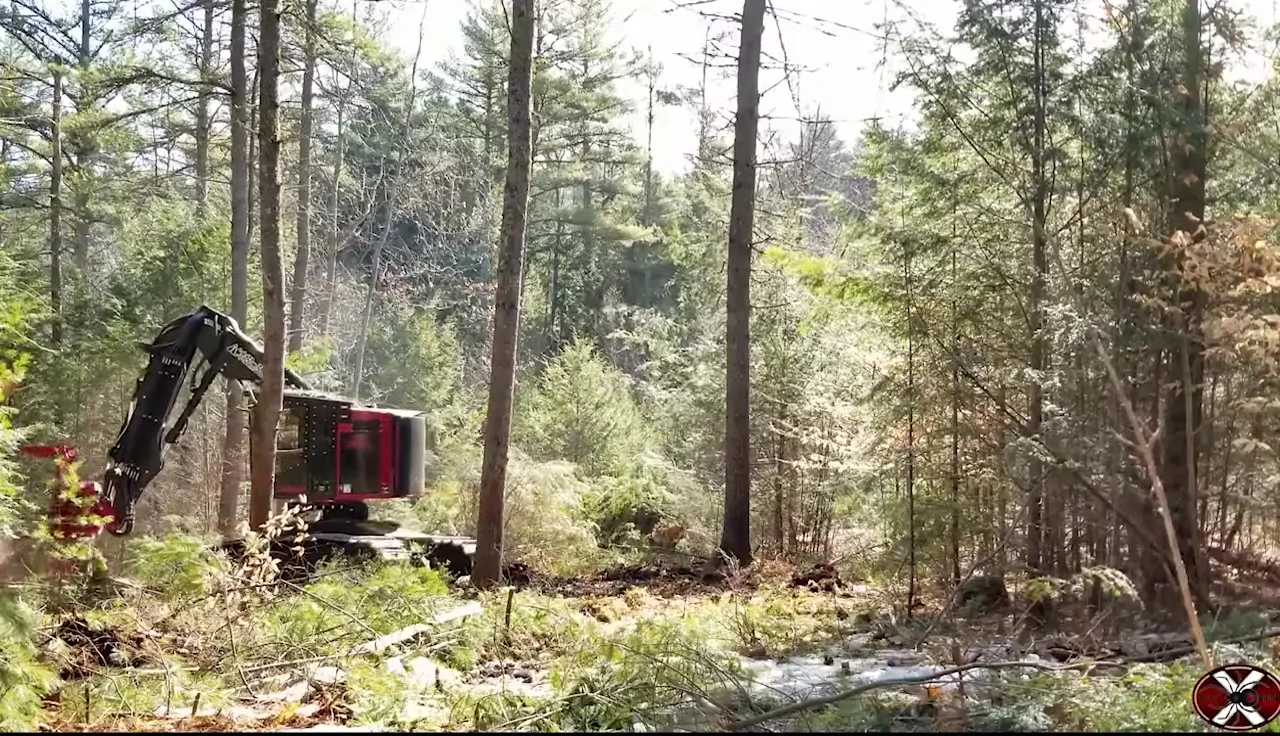 Close-up of the Timber Pro TL745D feller buncher in action.