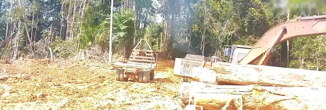 A giant excavator lifting large logs onto a logging truck in muddy conditions.