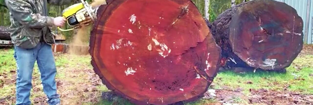 A powerful saw cutting through a large tree trunk.