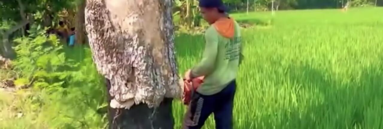 A farmer safely cutting down dry trees.