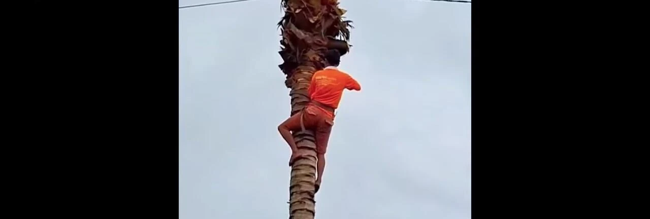 A logger sawing a coconut tree near a house and electric pole.