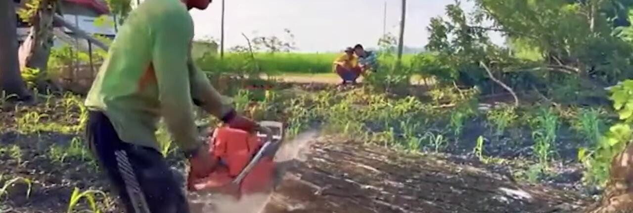 The farmer felling a tree using safe techniques.