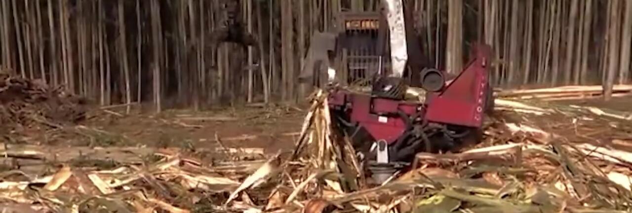 The Hypro 765HP processor cutting branches.