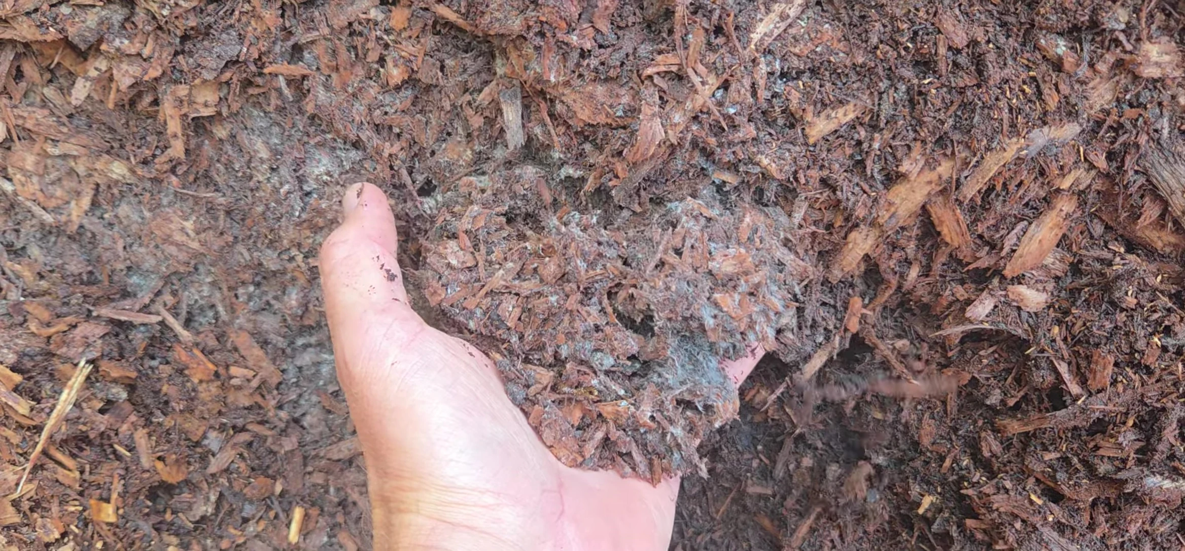 Close-up view highlighting the abundance of fungal growth.