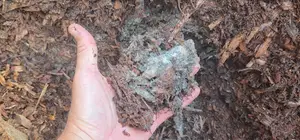 Aged Wood Chips: The Secret to a Thriving Cannabis Mycelium Mulch