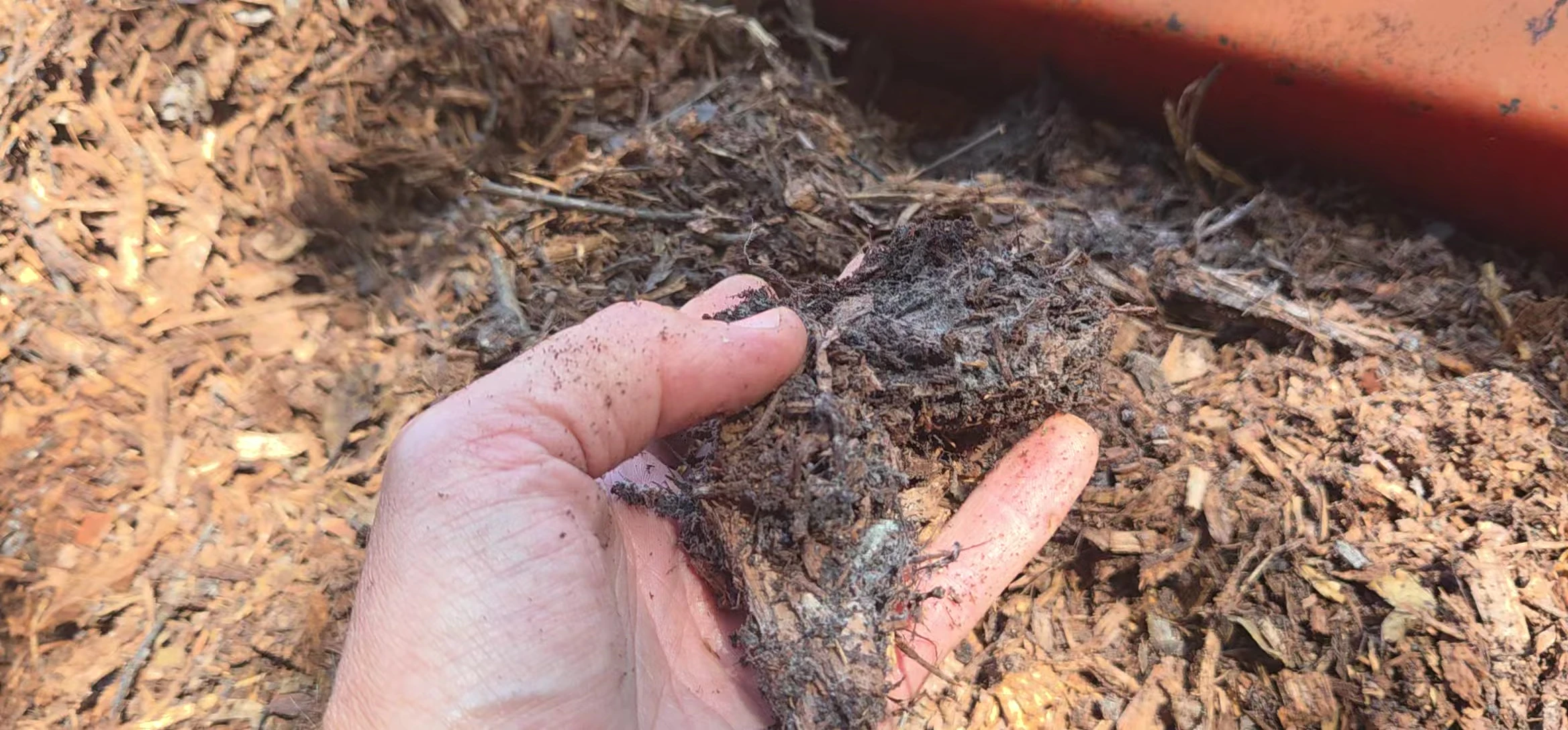 Close-up view showcasing mycelium and fungal growth within the wood chips.