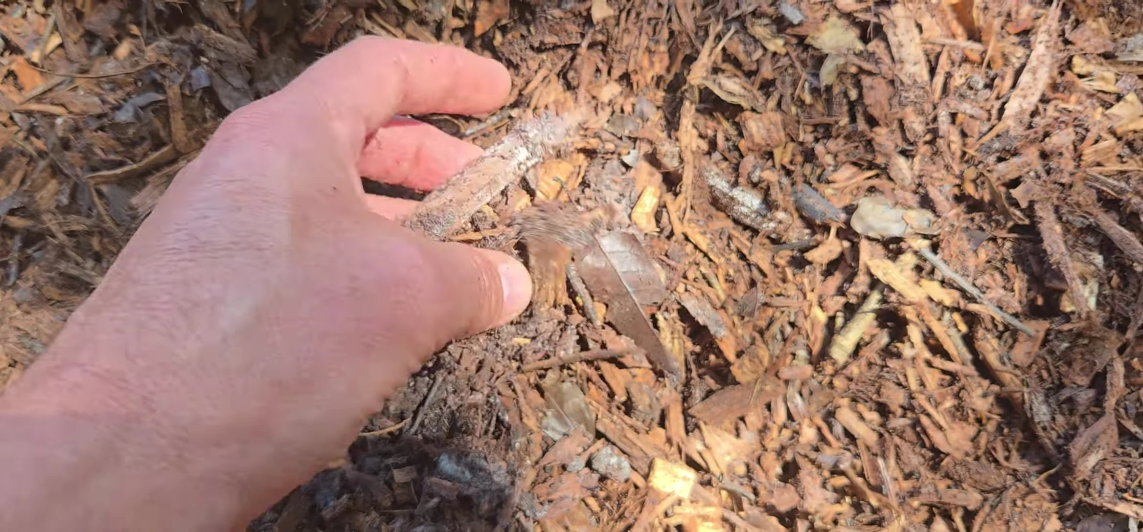 Describing how watering helps leech beneficial microbes into the soil.