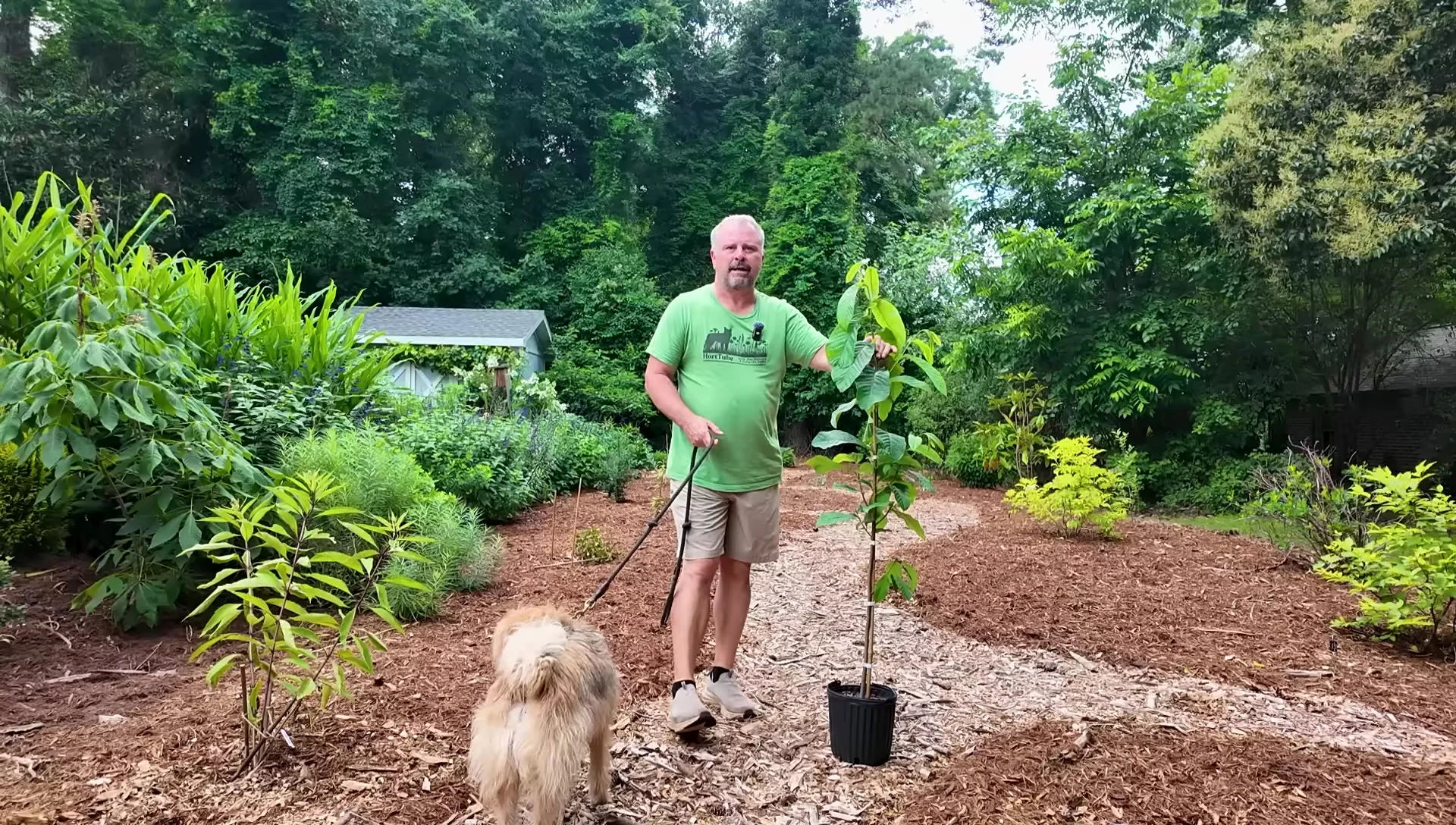 The pawpaw tree, a recent addition to the garden.