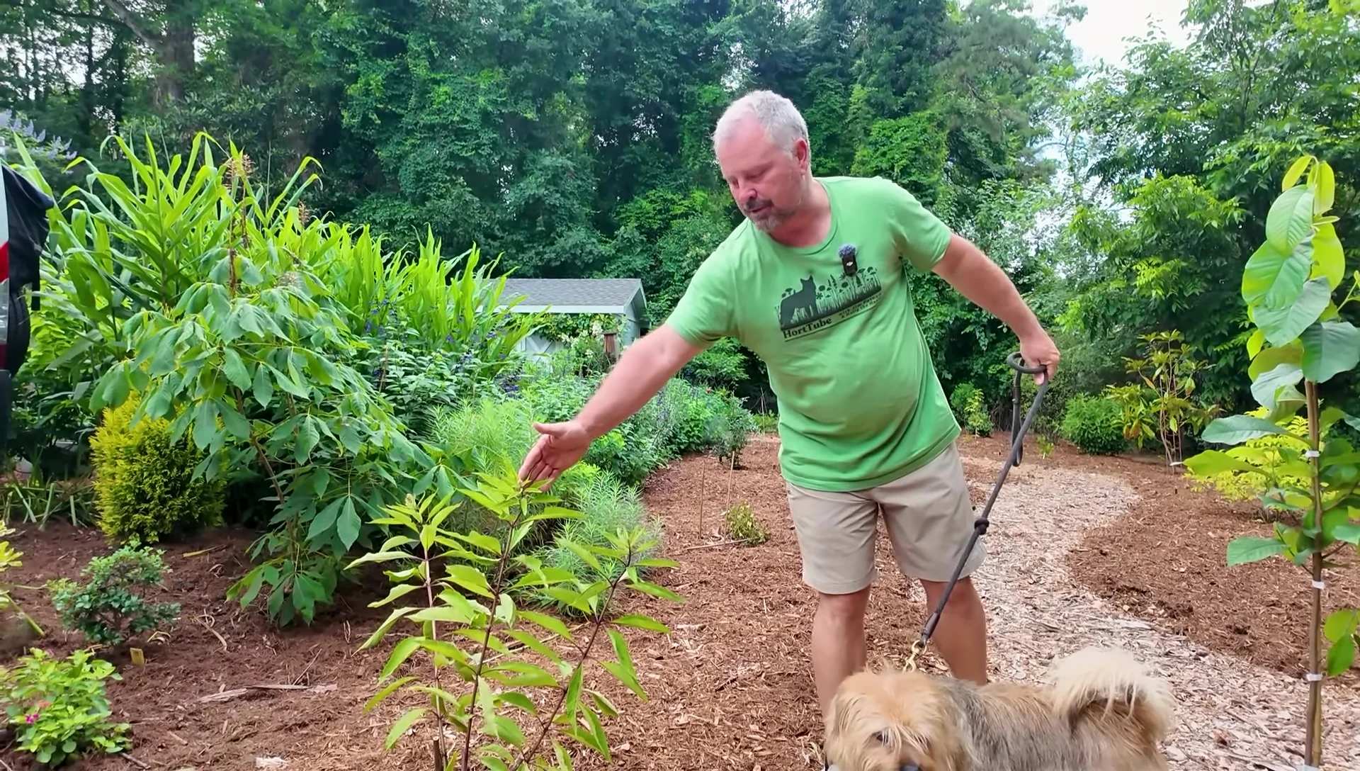 The Joe-Pye weed about to start flowering.