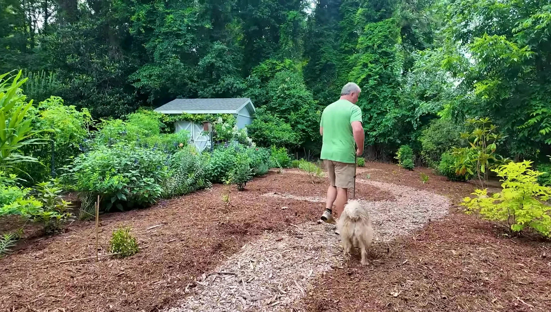 The lush elderberry plant demonstrating robust growth.