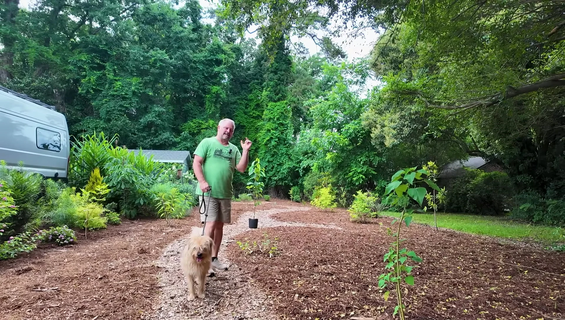 The hibiscus plant thriving amidst woodchips.