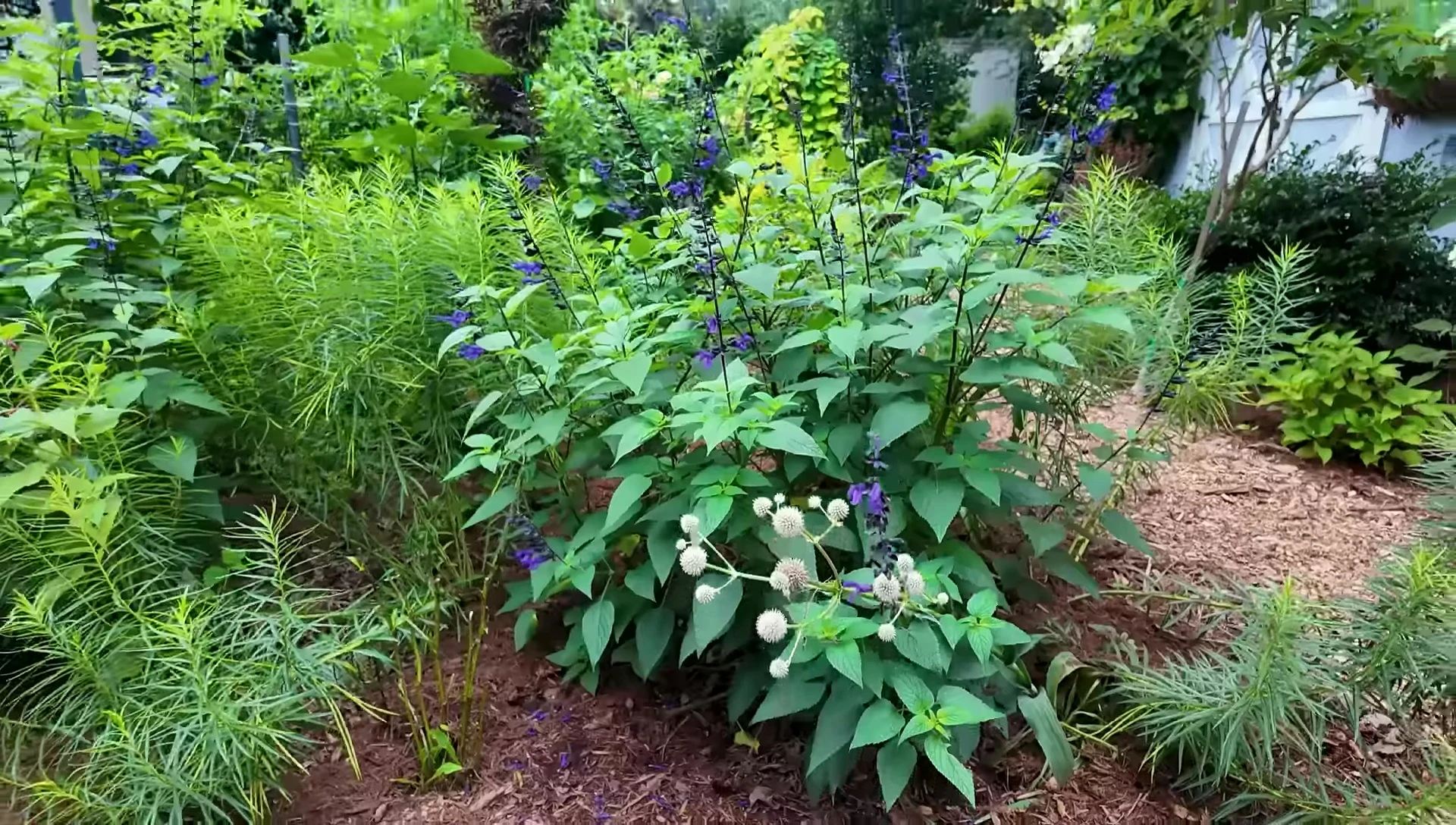 A general shot of the garden showing overall health.