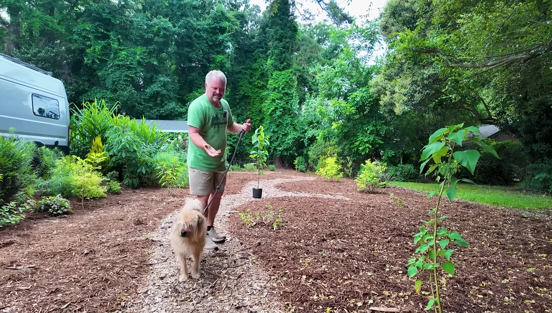 A shot showing the planting method in the wood chips.