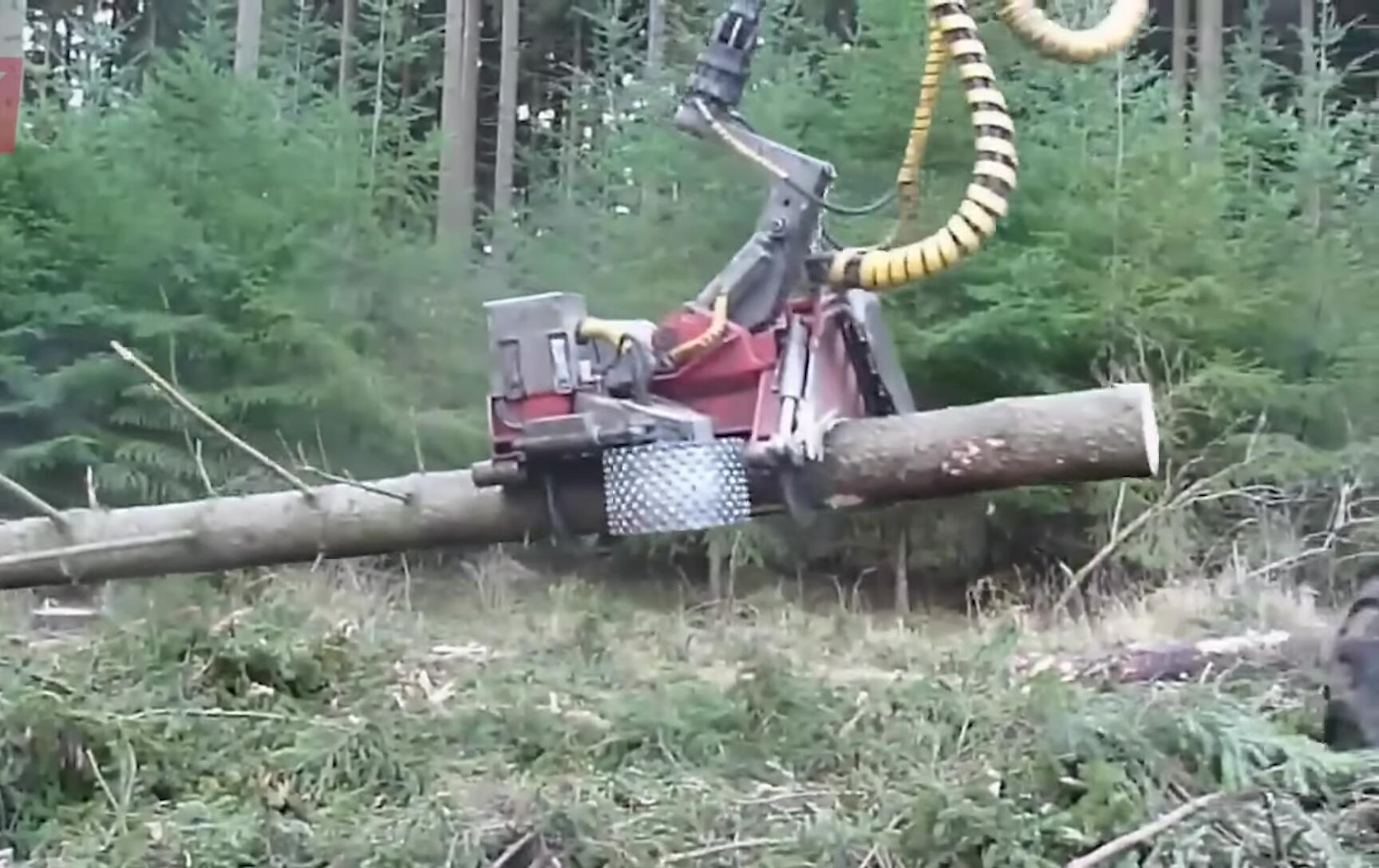 The harvesting head processing a tree.
