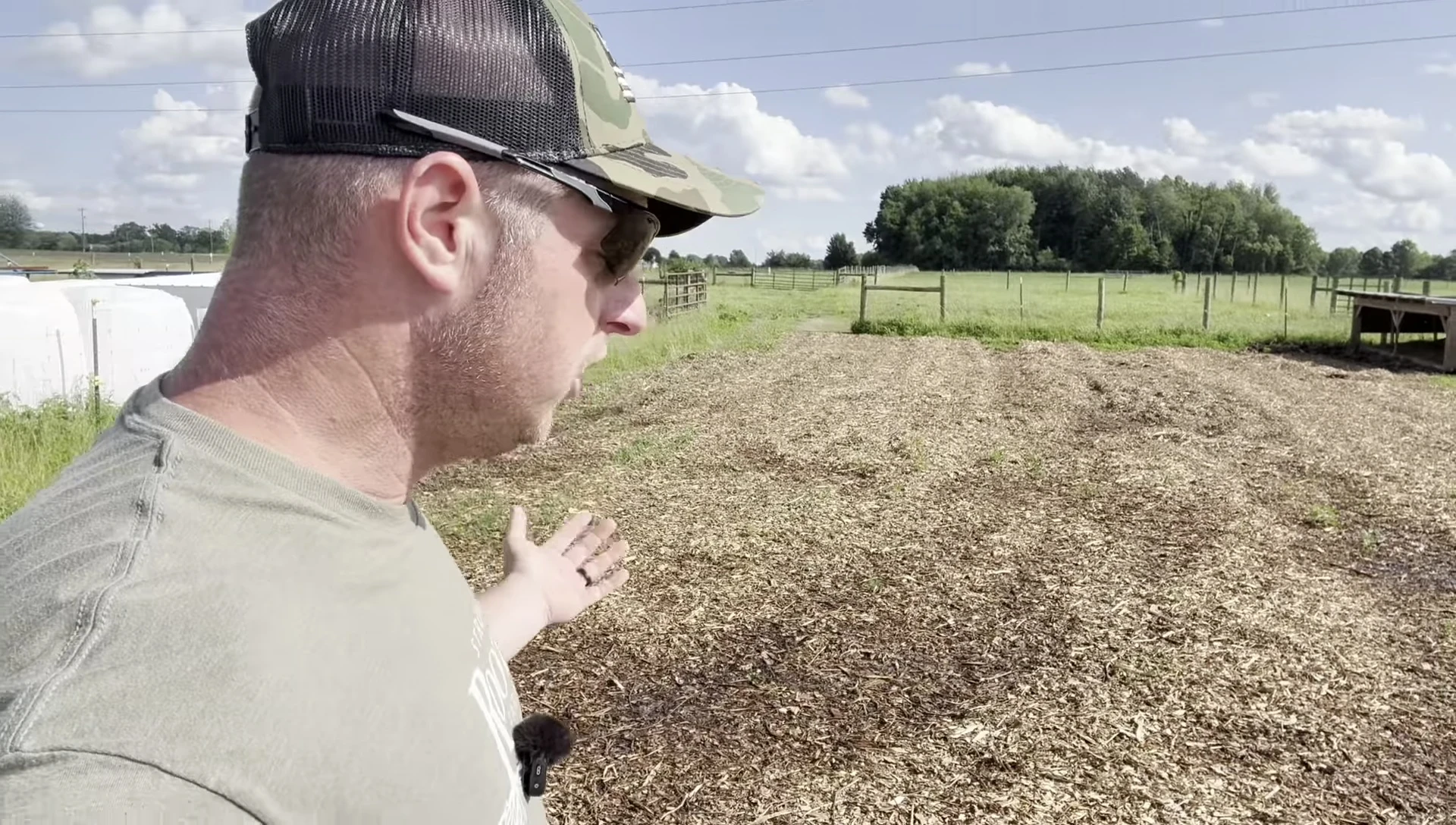 Wood chips used as bedding for cattle.