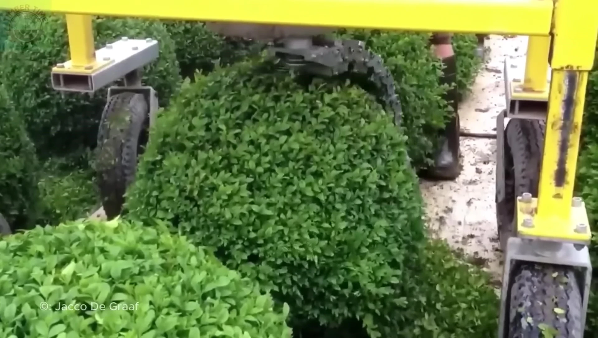 The precision hedge trimming tool shaping a large hedge.