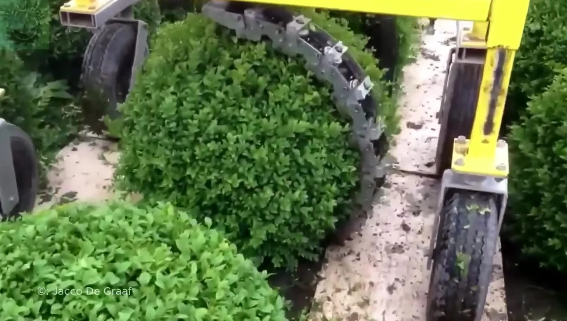 Close-up showing the clean cuts made by the hedge trimmer.