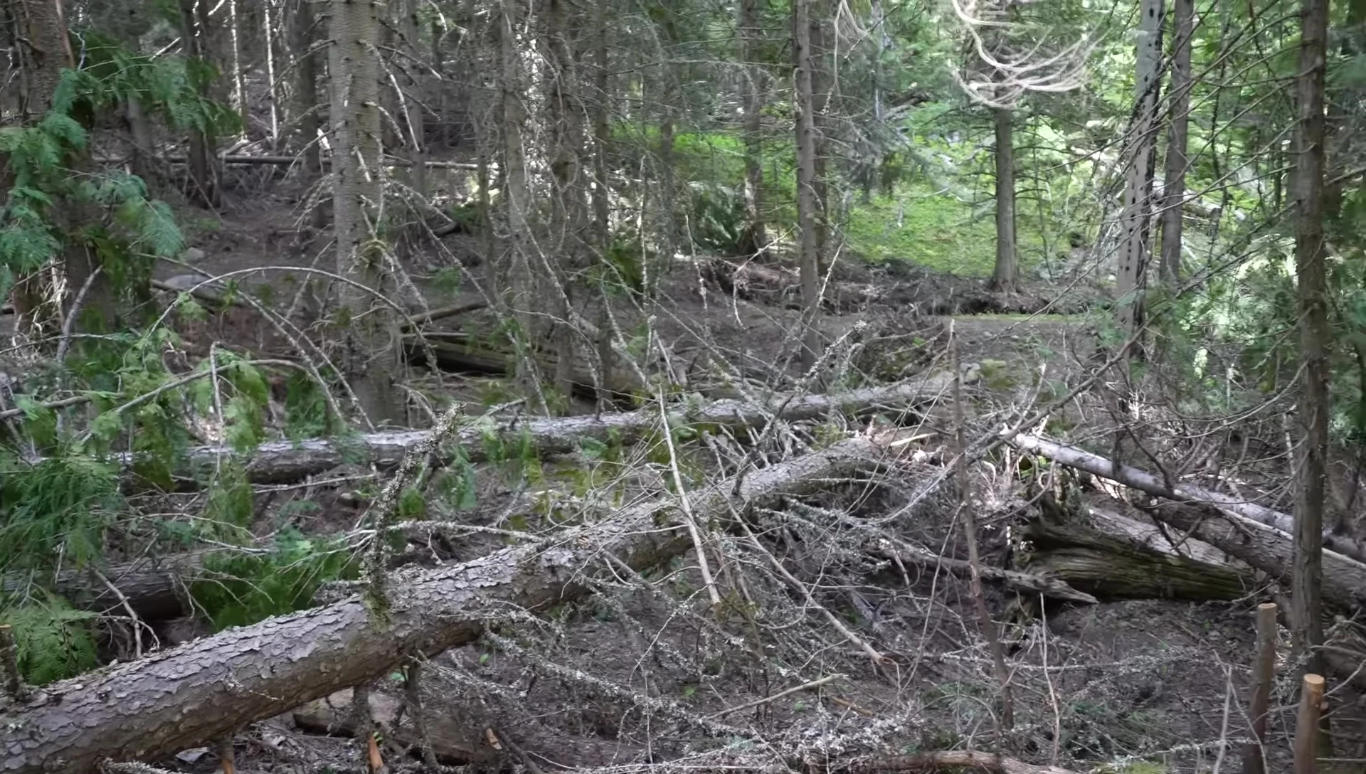 A closer look at the fallen trees and limbs.