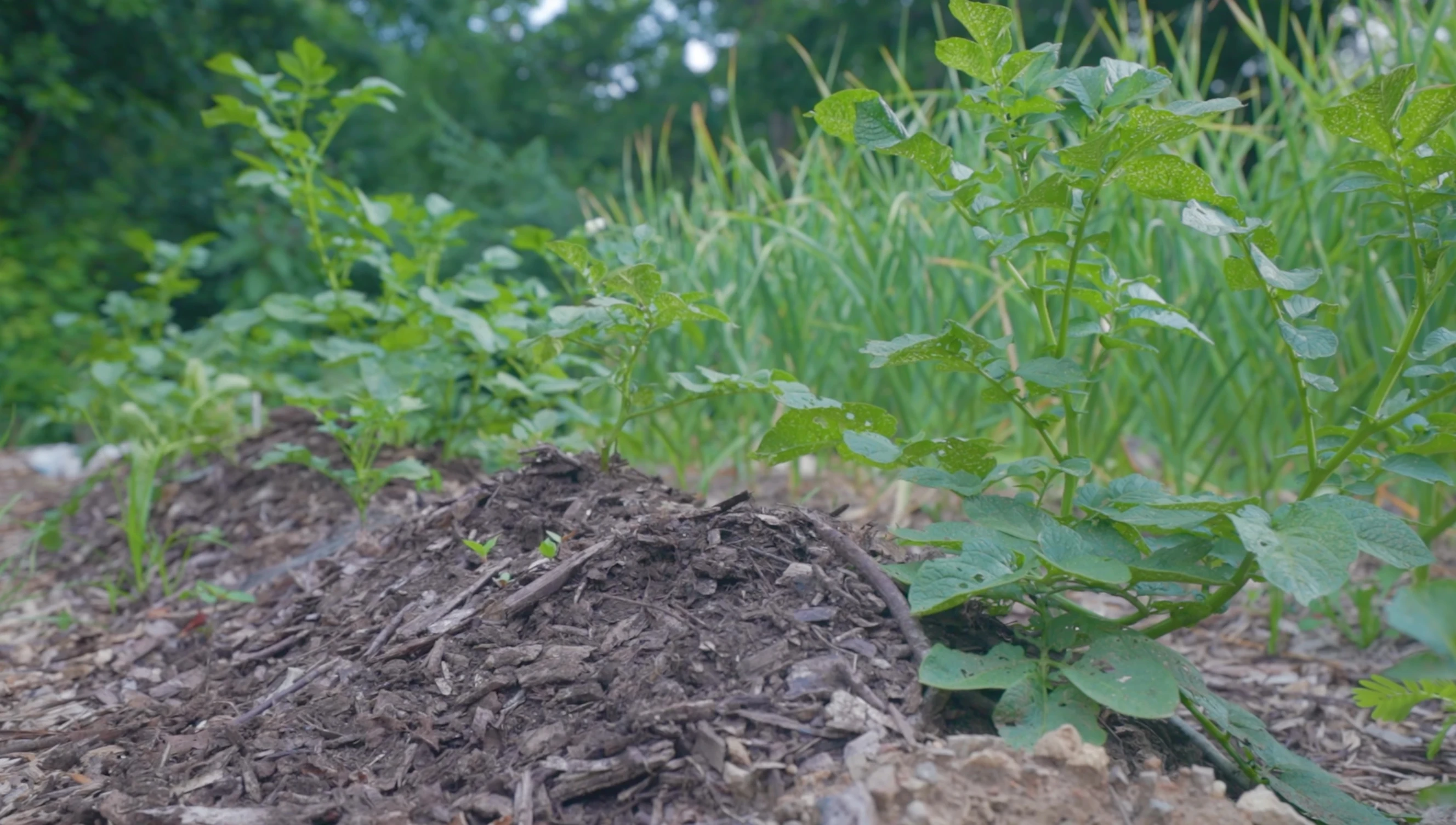 Potatoes planted in the ground.