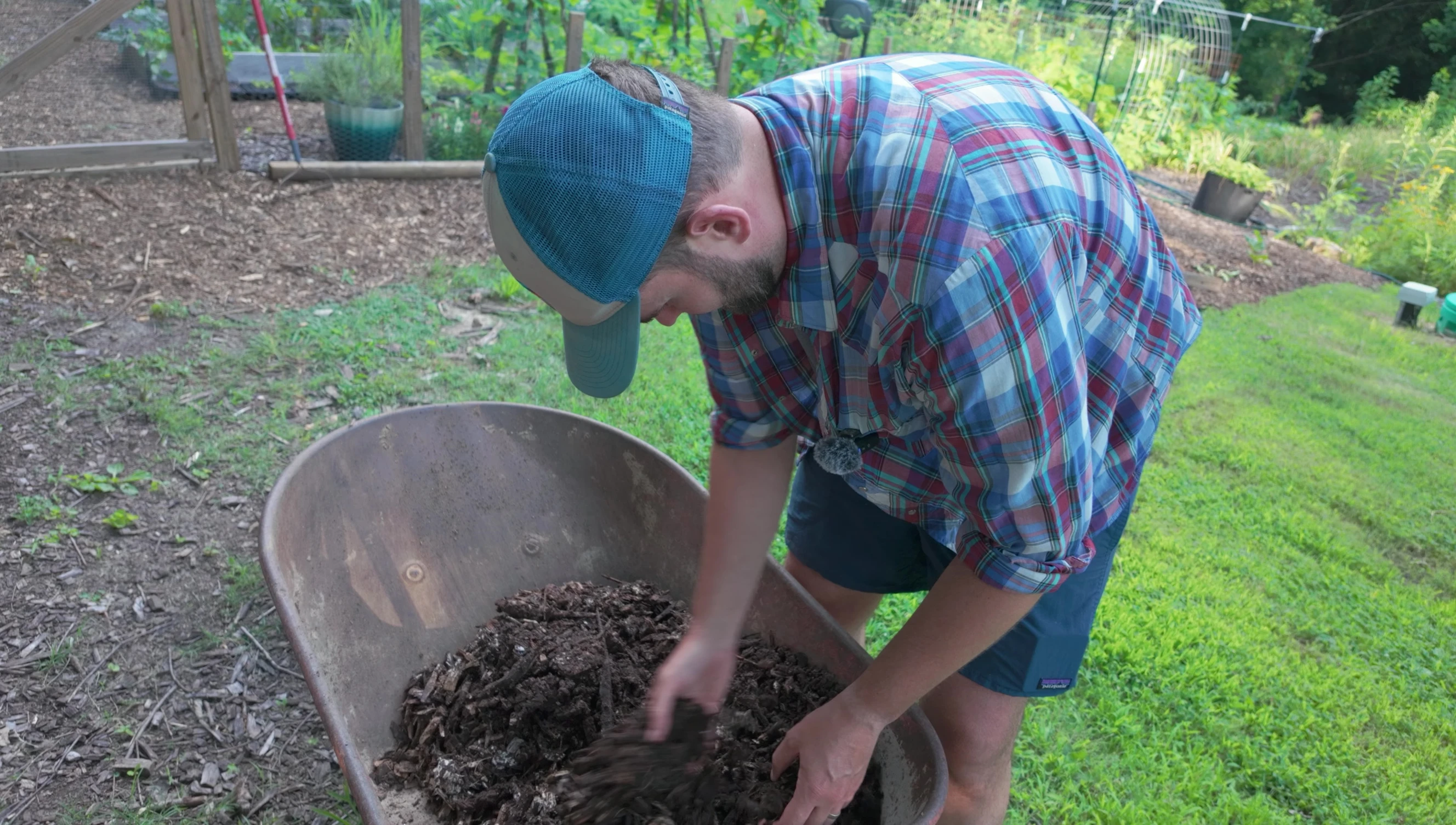 Harvesting potatoes from the fresh wood chip bag