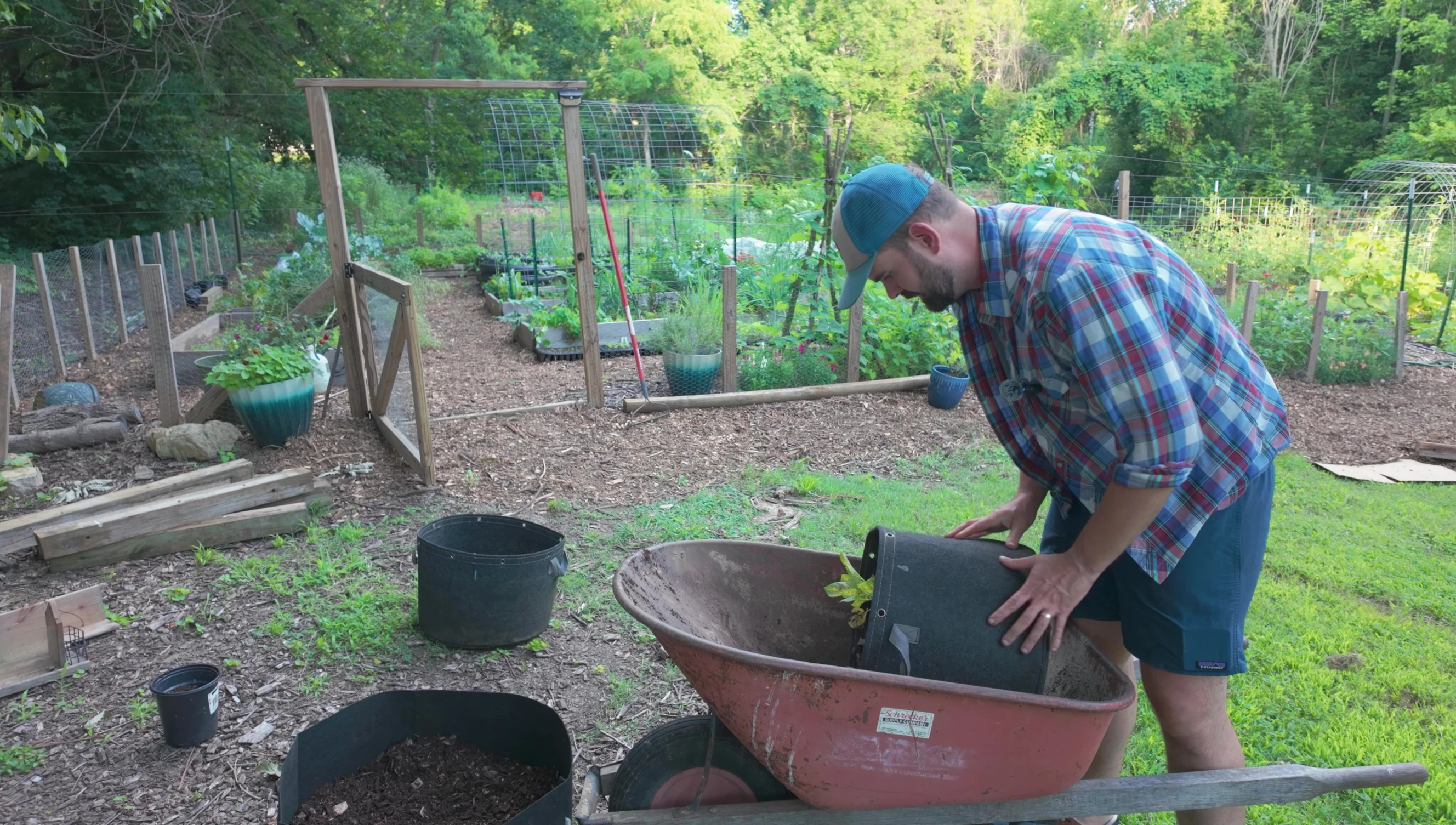 Harvesting potatoes from a bag with aged wood chips and potash.