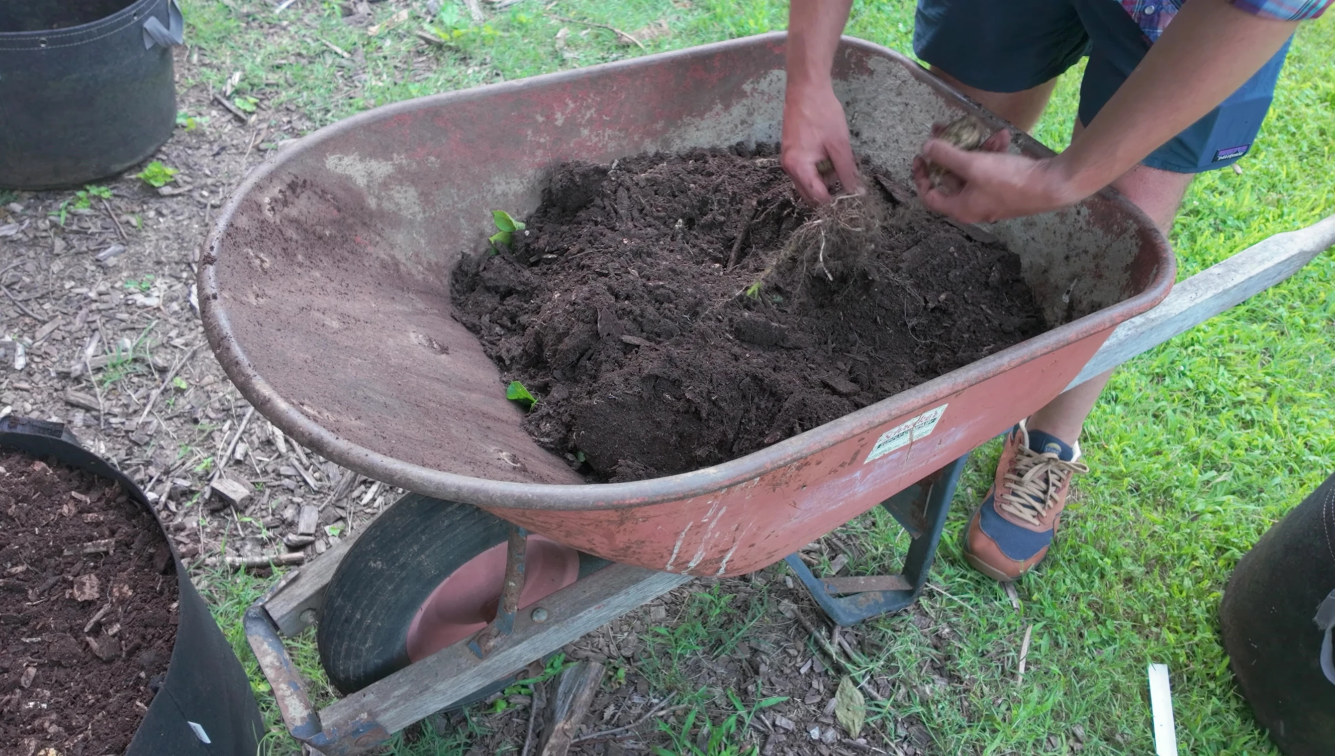 Harvesting potatoes from the composted wood chips and soil bag