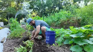Grow Potatoes in Wood Chips: A Comprehensive Experiment