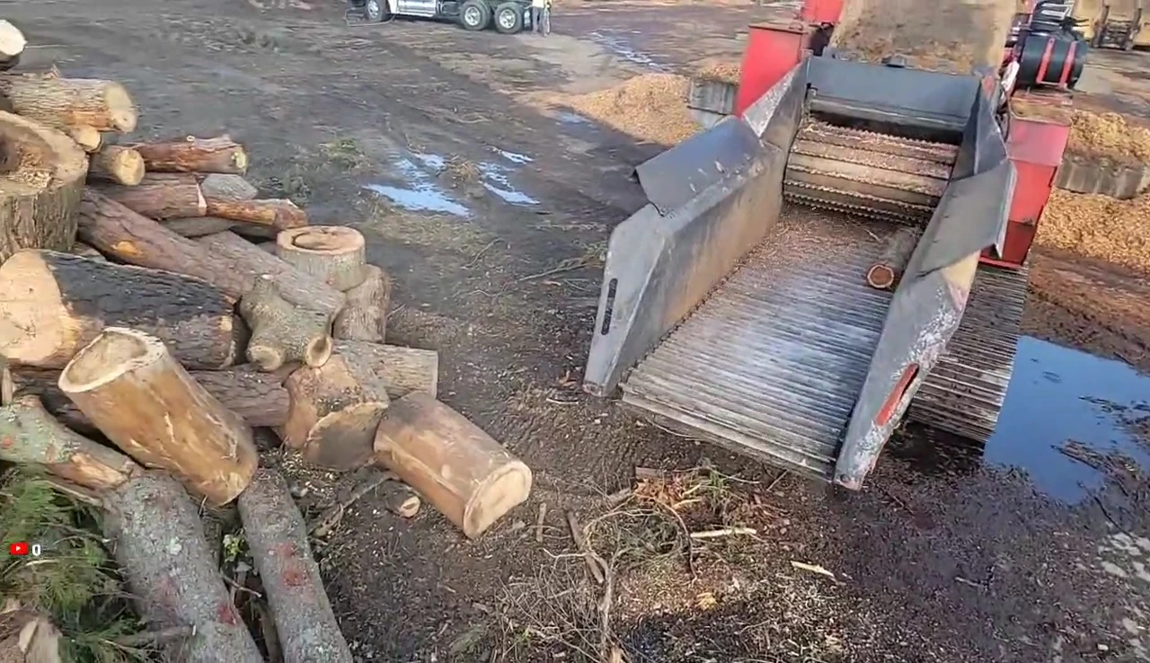 Poplar wood being fed into the wood chipper.
