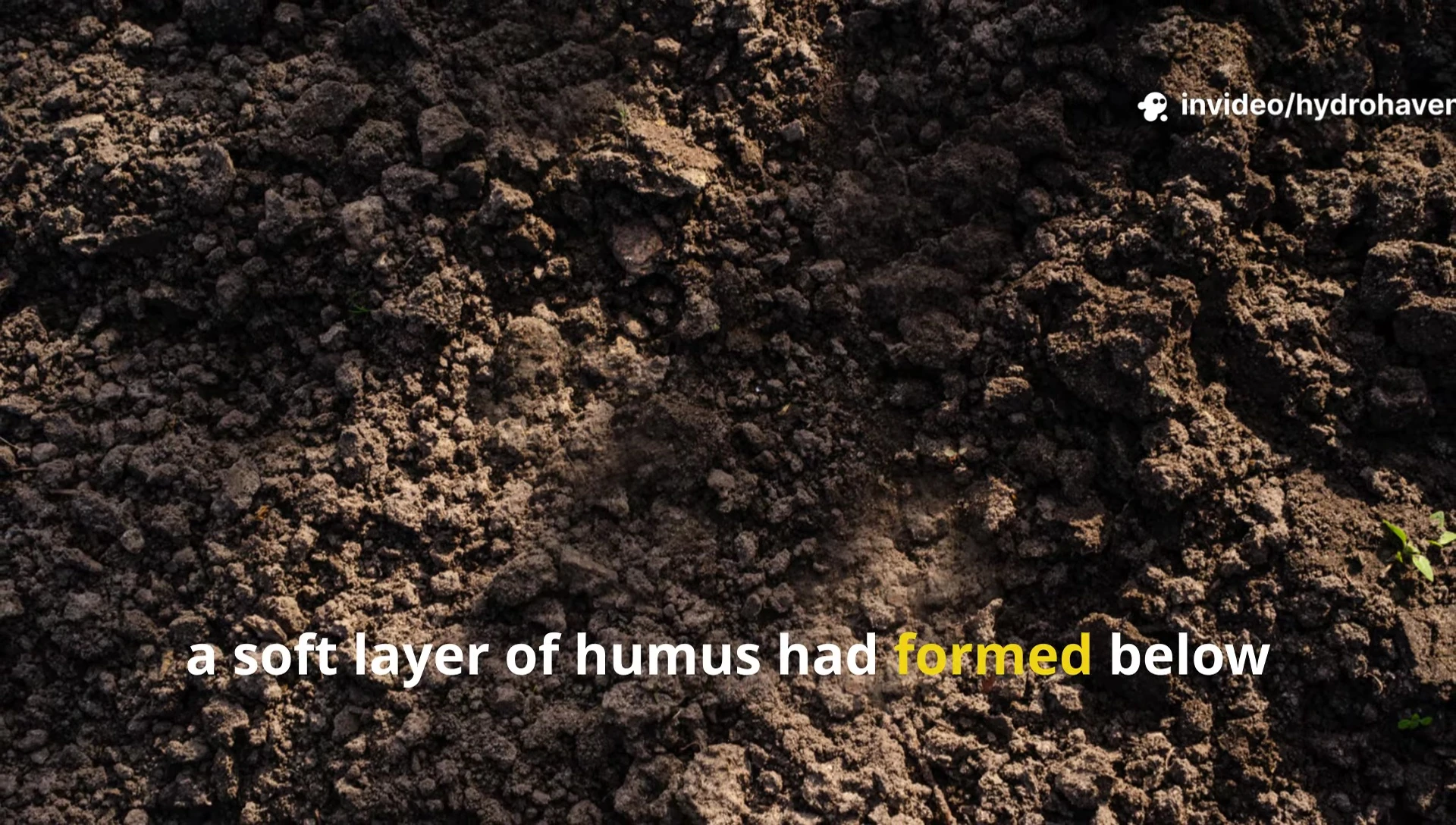 Healthy, dark soil with mulch