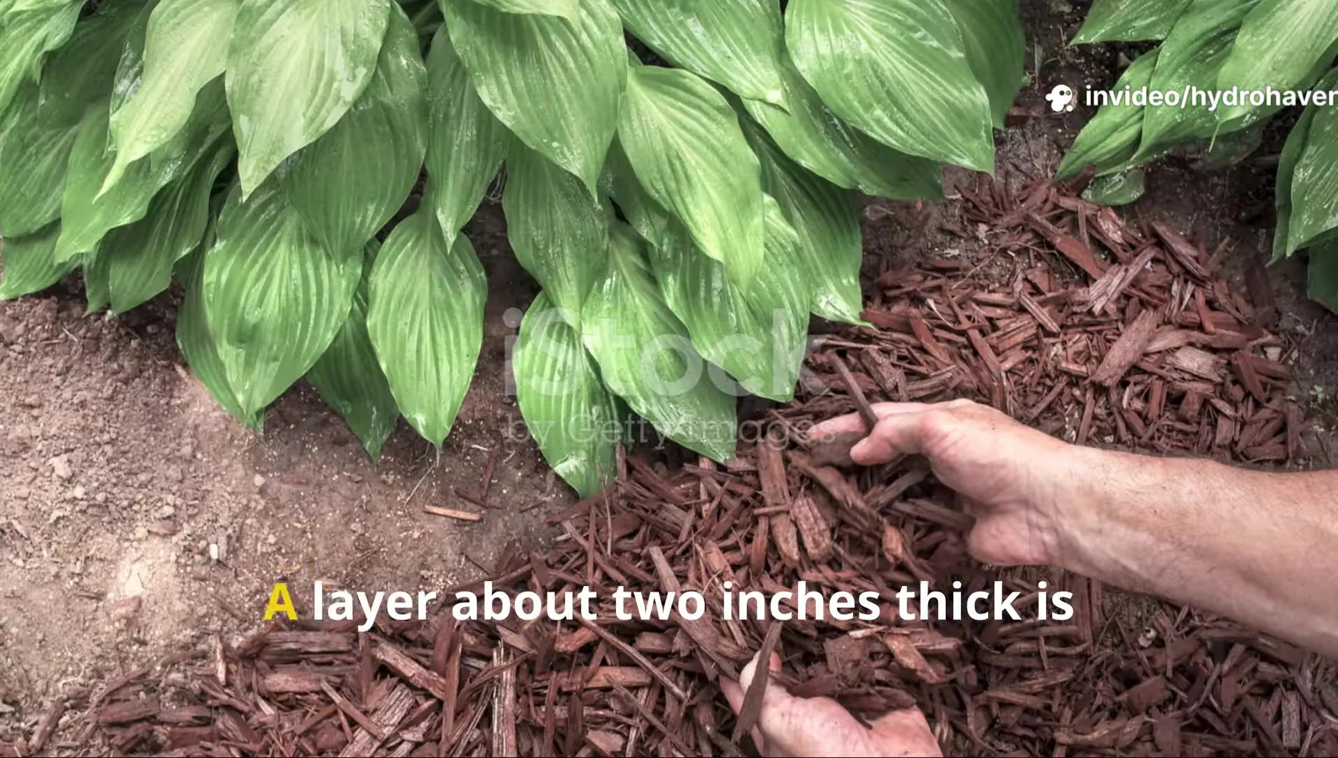 Showing the appropriate thickness of mulch layer