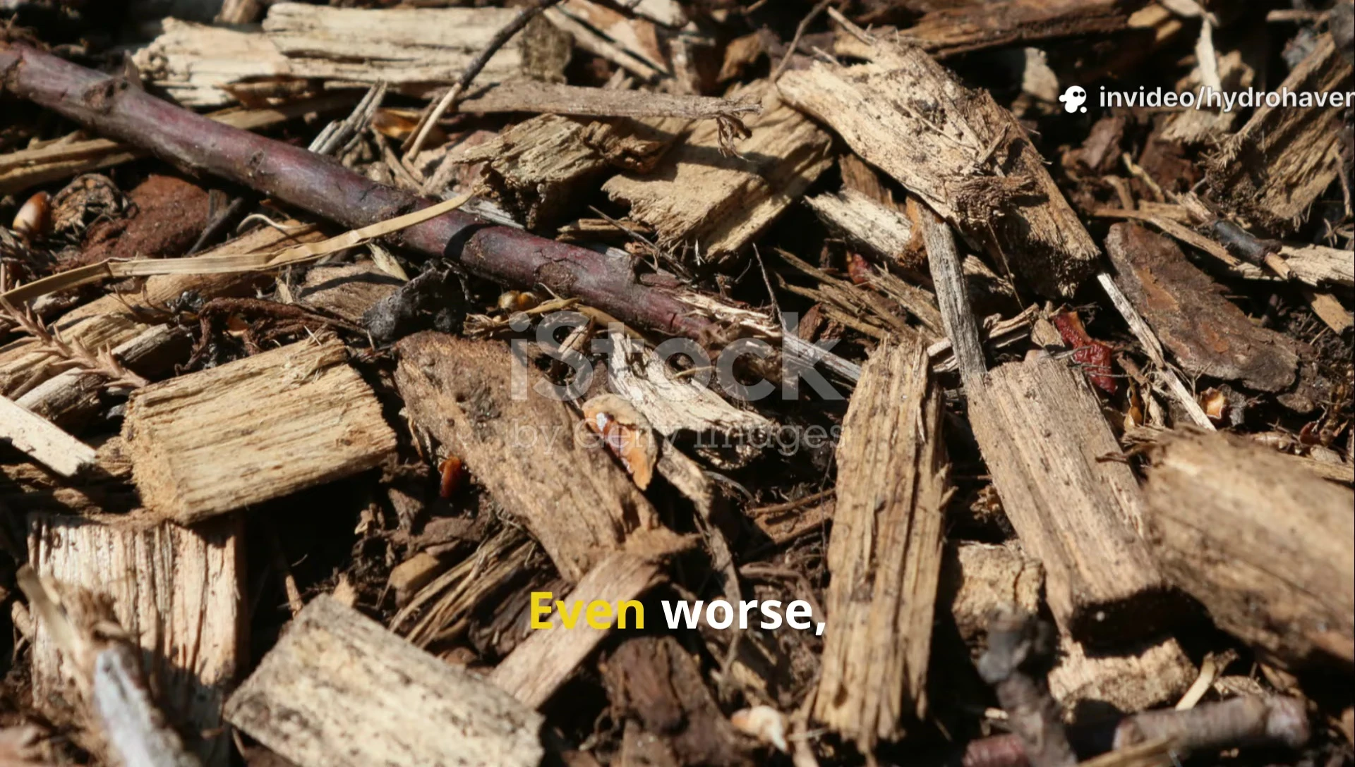 Shot showing compacted soil beneath wood chips