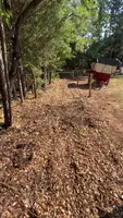 IH Farmall Super A: Spreading Wood Chips for Pig Feed