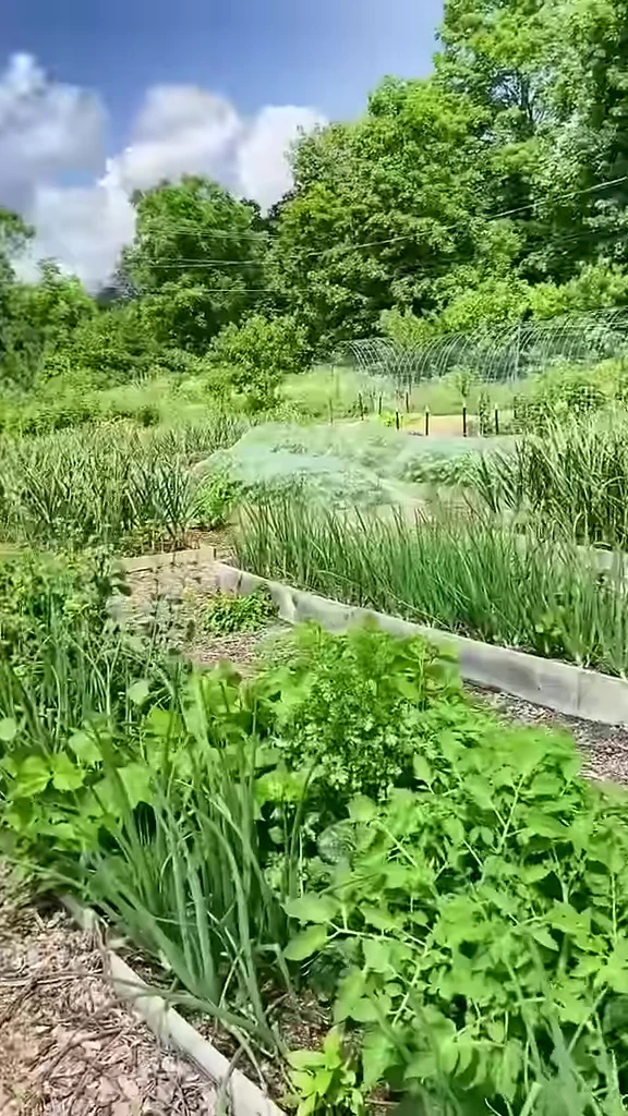 Vegetable garden rows filled with wood chips.