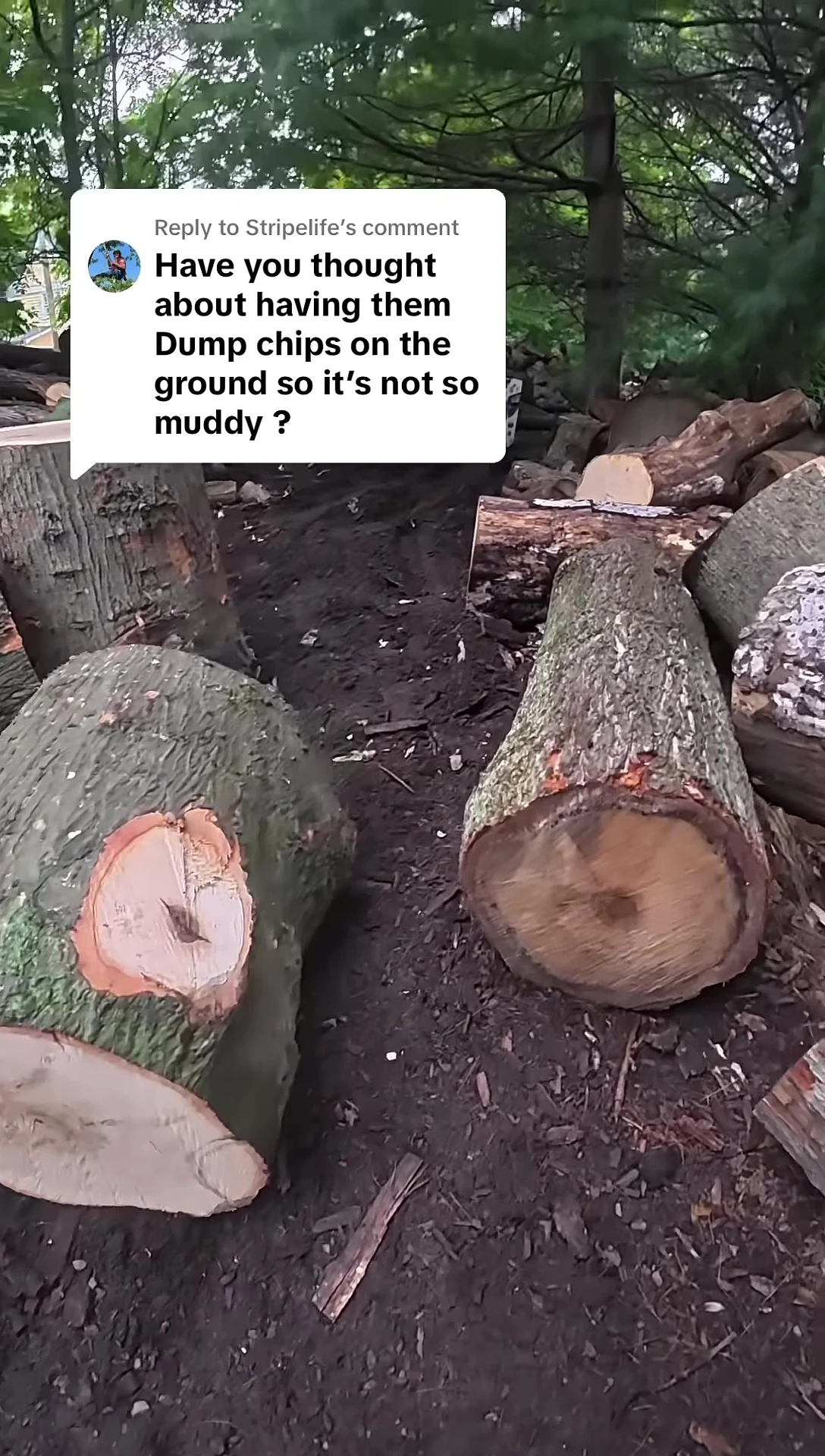 Wood chips under pallets