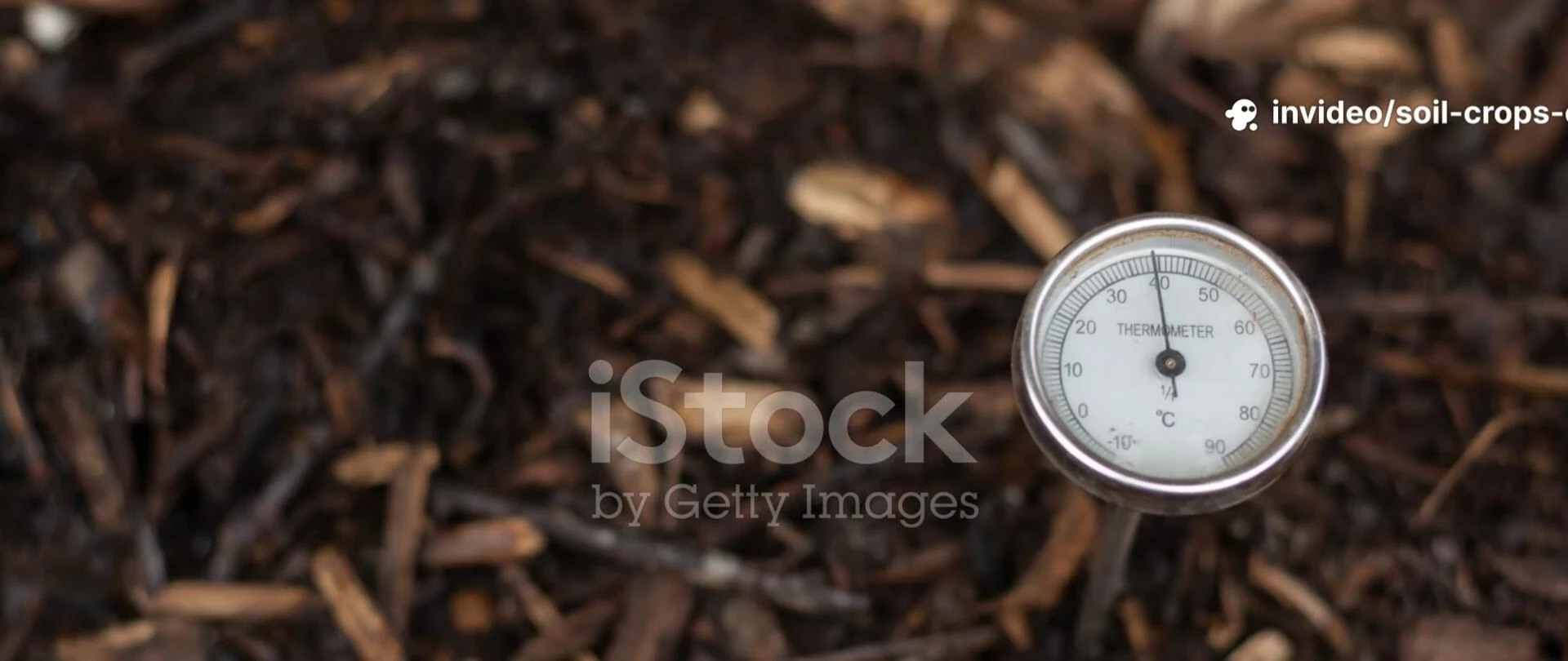 Thermometer checking the compost pile temperature