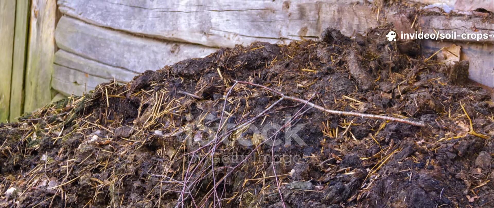 Compost pile showing signs of cooling down