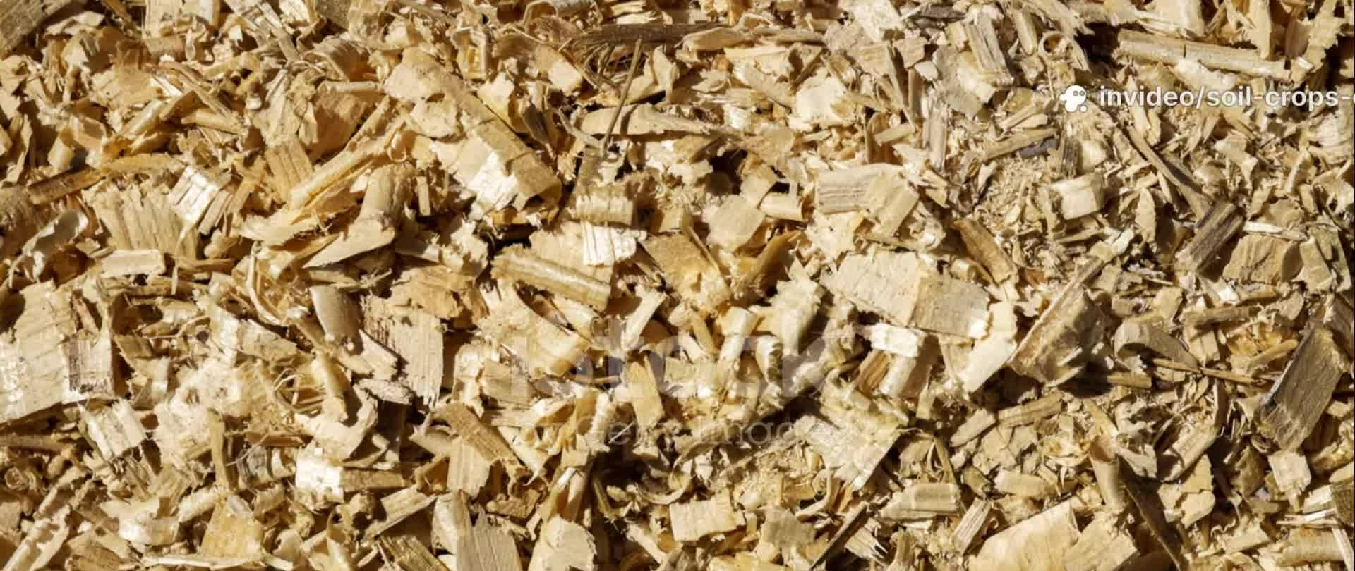 Microscopic image showing microbes struggling to break down lignin